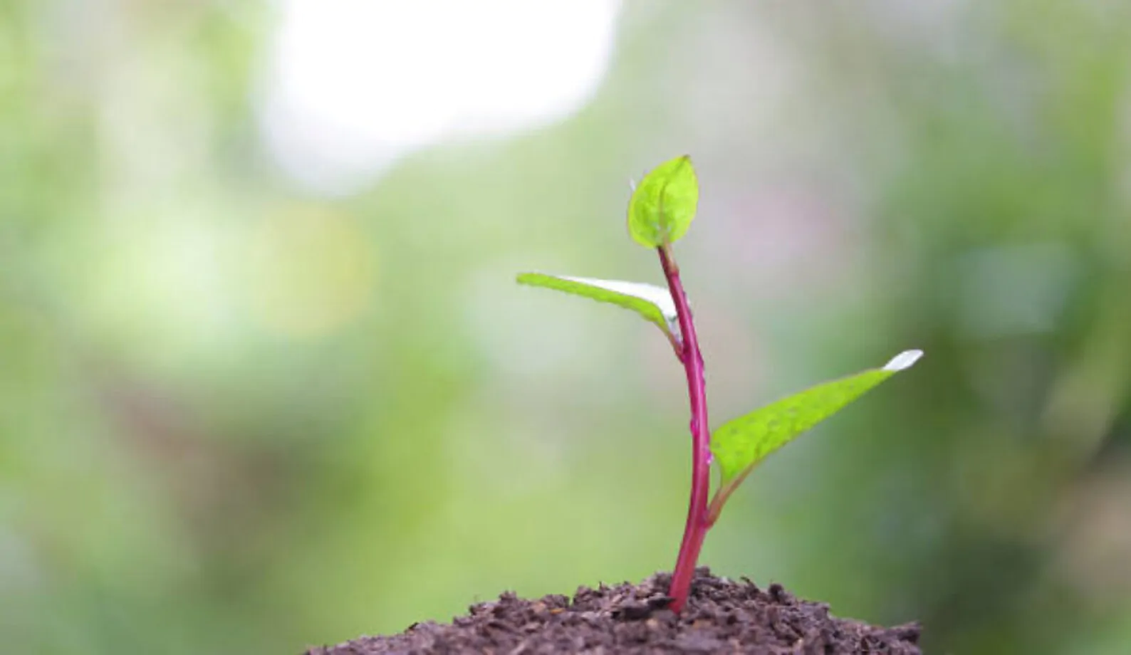 Basella alba var. rubra - Red Ceylon Spinach, Red-stemmed Malabar Spinach, Red Indian Spinach - Image 8