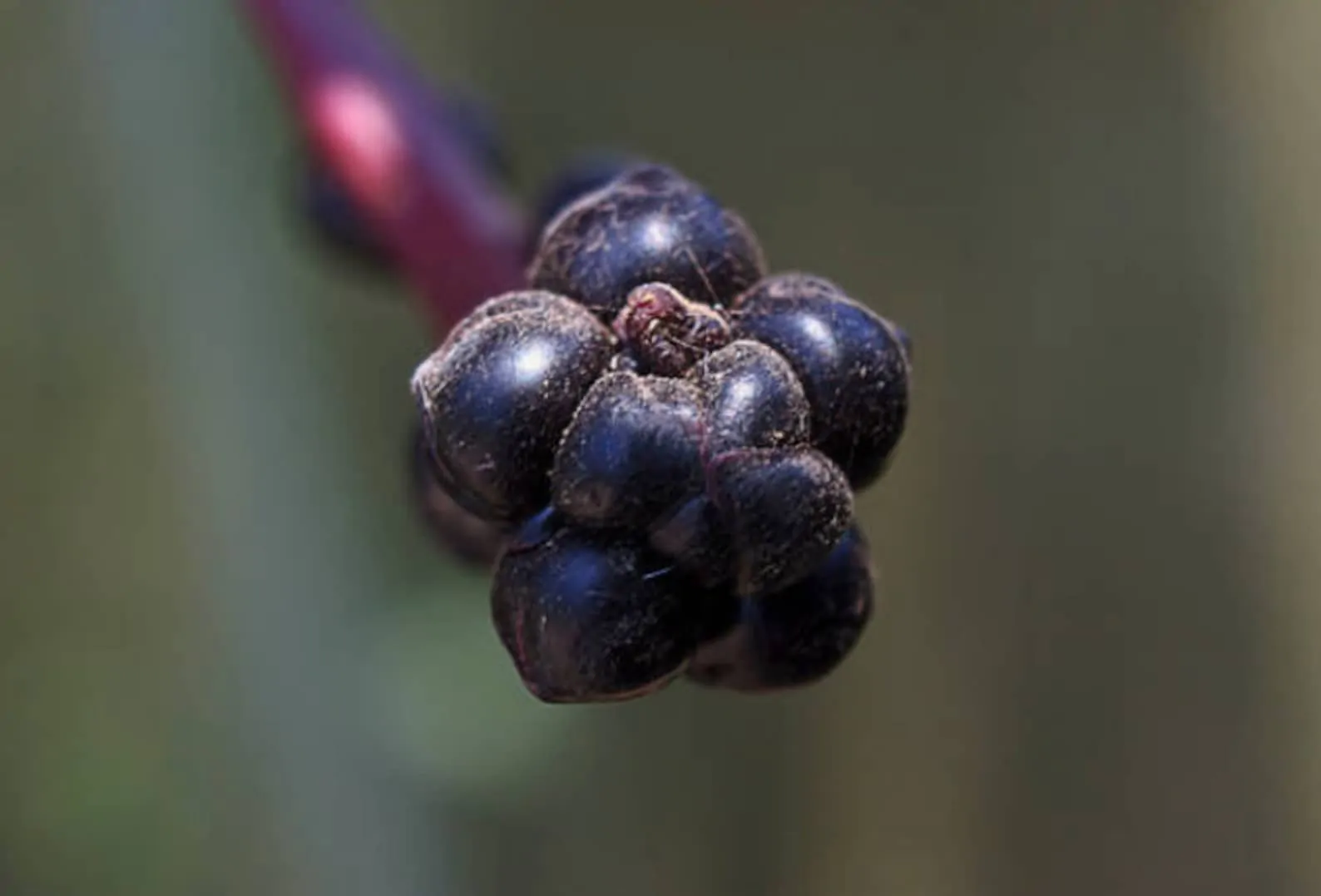 Basella alba var. rubra - Red Ceylon Spinach, Red-stemmed Malabar Spinach, Red Indian Spinach - Image 9