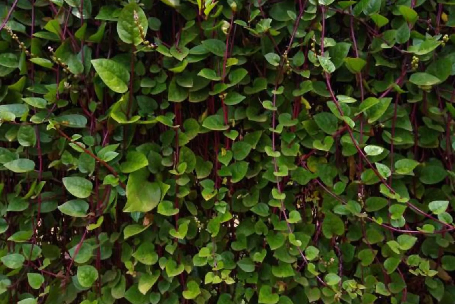 Basella alba var. rubra - Red Ceylon Spinach, Red-stemmed Malabar Spinach, Red Indian Spinach - Image 11