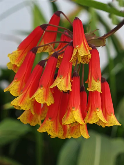 Bomarea multiflora - Colombian Climbing Lily - Image 2