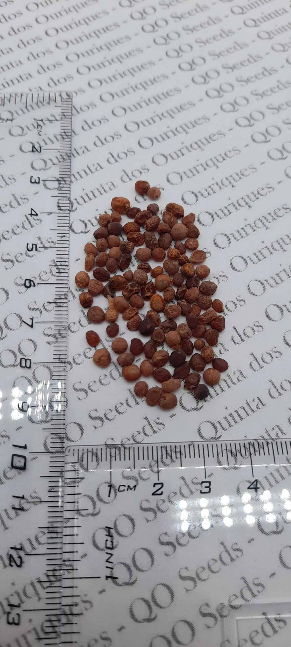 Bomarea multiflora - Colombian Climbing Lily - Image 3