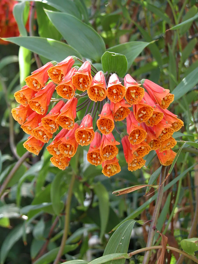 Bomarea multiflora - Colombian Climbing Lily - Image 4