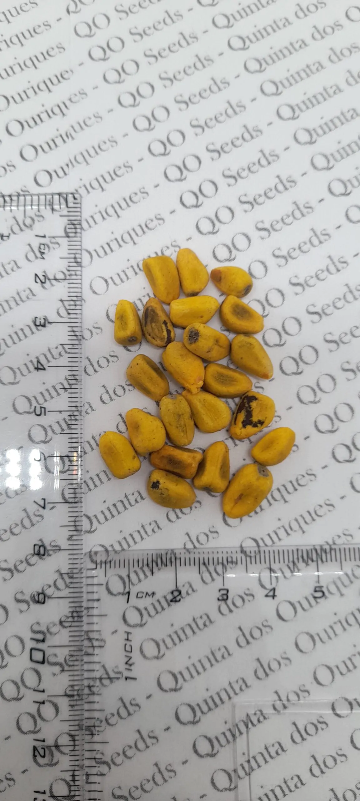 Brachychiton acerifolius - Illawarra Flame Tree - Image 6