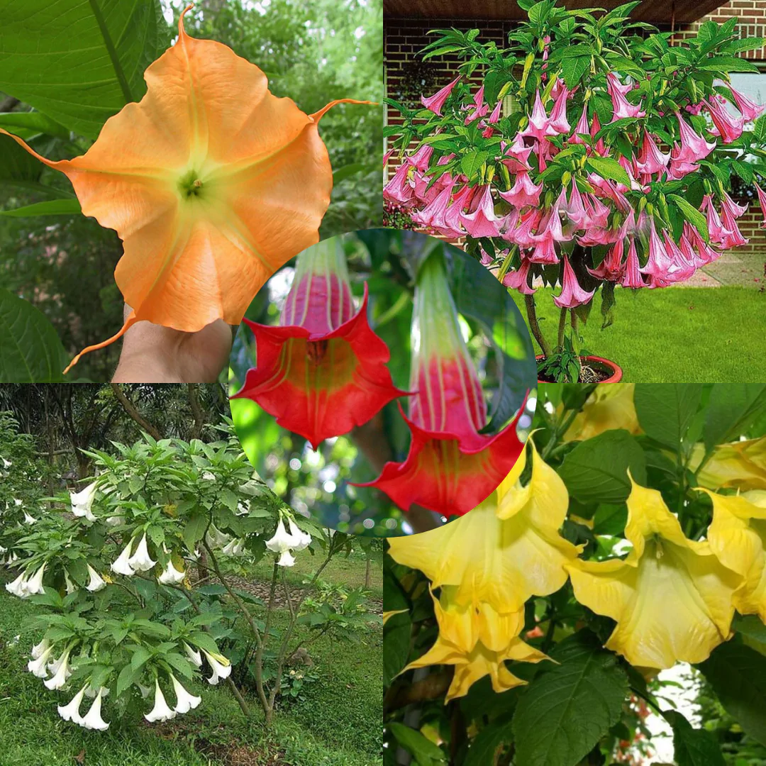 Brugmansia Collection - 50 Brugmansia Seeds Kit - Brugmansia Collection - 50 Brugmansia Seeds Kit