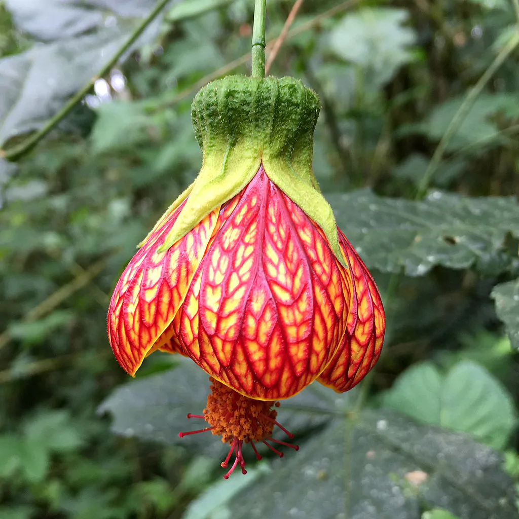 Abutilon pictum / Callianthe picta - Redvein Abutilon, Chinese Lantern, Painted Mallow - Image 8