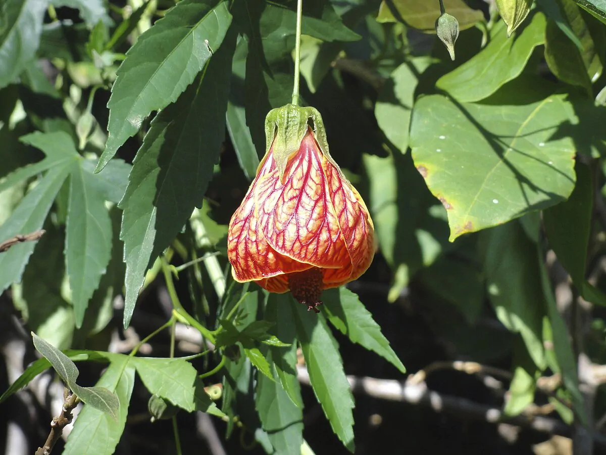 Abutilon pictum / Callianthe picta - Redvein Abutilon, Chinese Lantern, Painted Mallow - Image 9