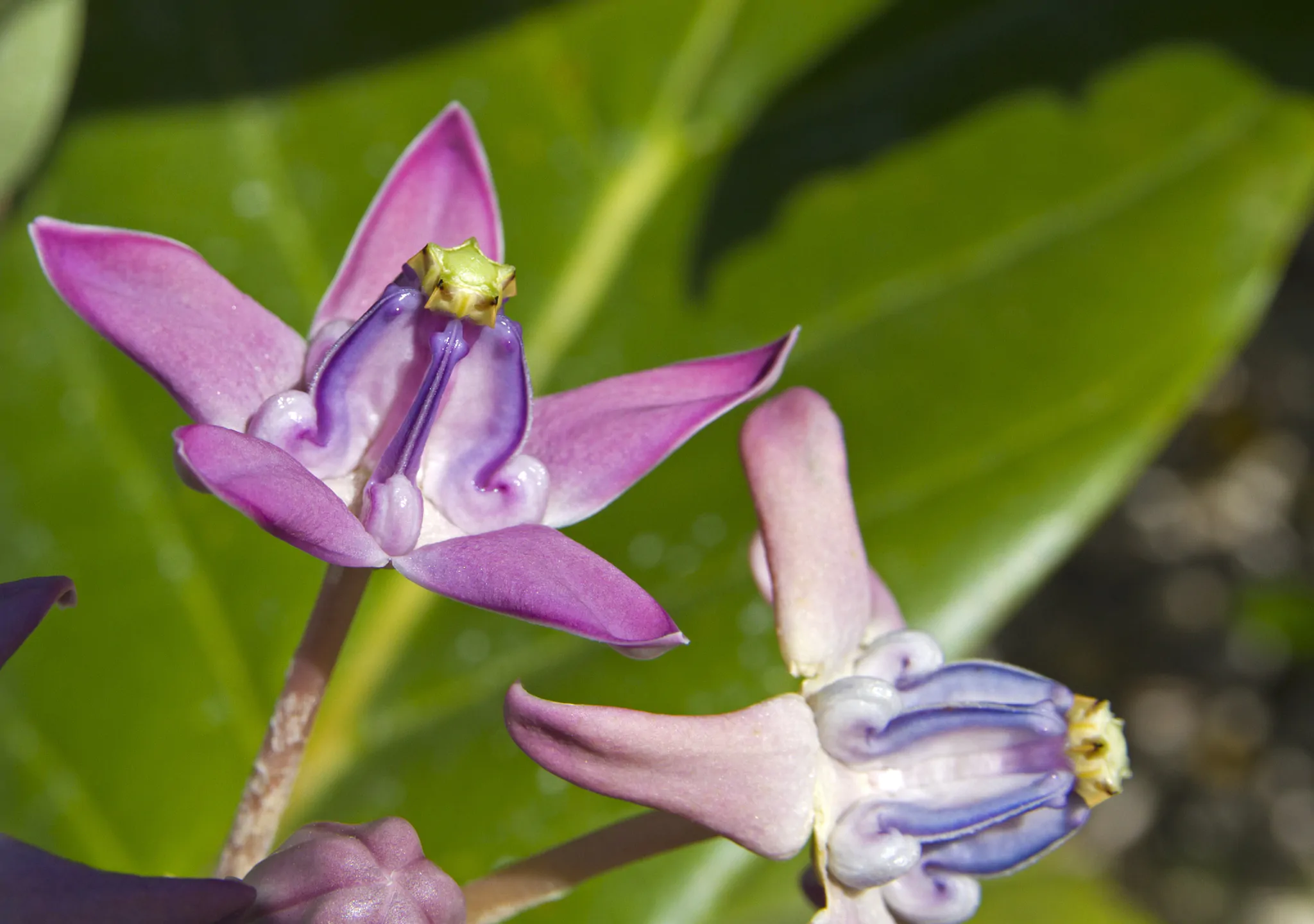 Calotropis gigantea var. purple - Crown Flower, Giant Milkweed, Aak, Alarka, Arbre a soie, Arka, Biduri, Bows - Image 2