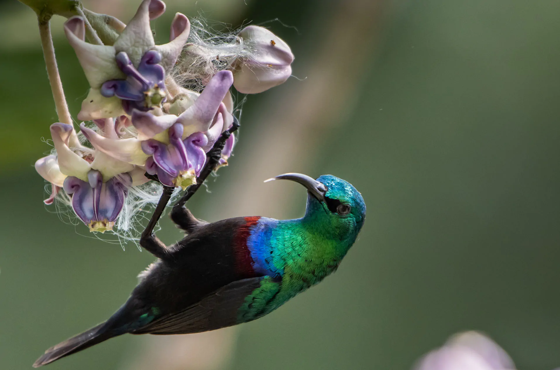 Calotropis gigantea var. purple - Crown Flower, Giant Milkweed, Aak, Alarka, Arbre a soie, Arka, Biduri, Bows - Image 3