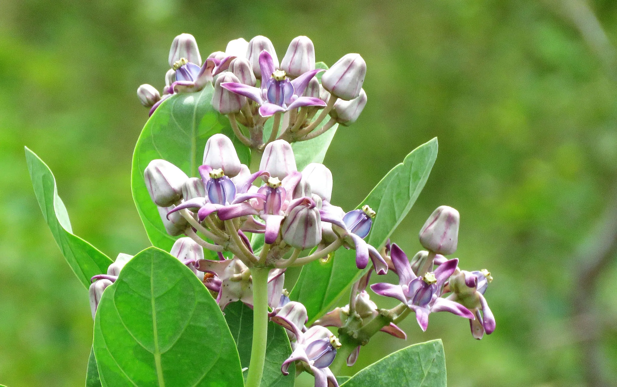 Calotropis gigantea var. purple - Crown Flower, Giant Milkweed, Aak, Alarka, Arbre a soie, Arka, Biduri, Bows - Image 4