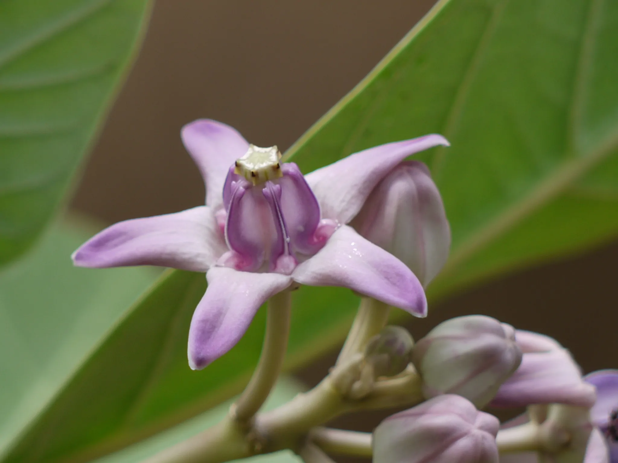 Calotropis gigantea var. purple - Crown Flower, Giant Milkweed, Aak, Alarka, Arbre a soie, Arka, Biduri, Bows - Image 9