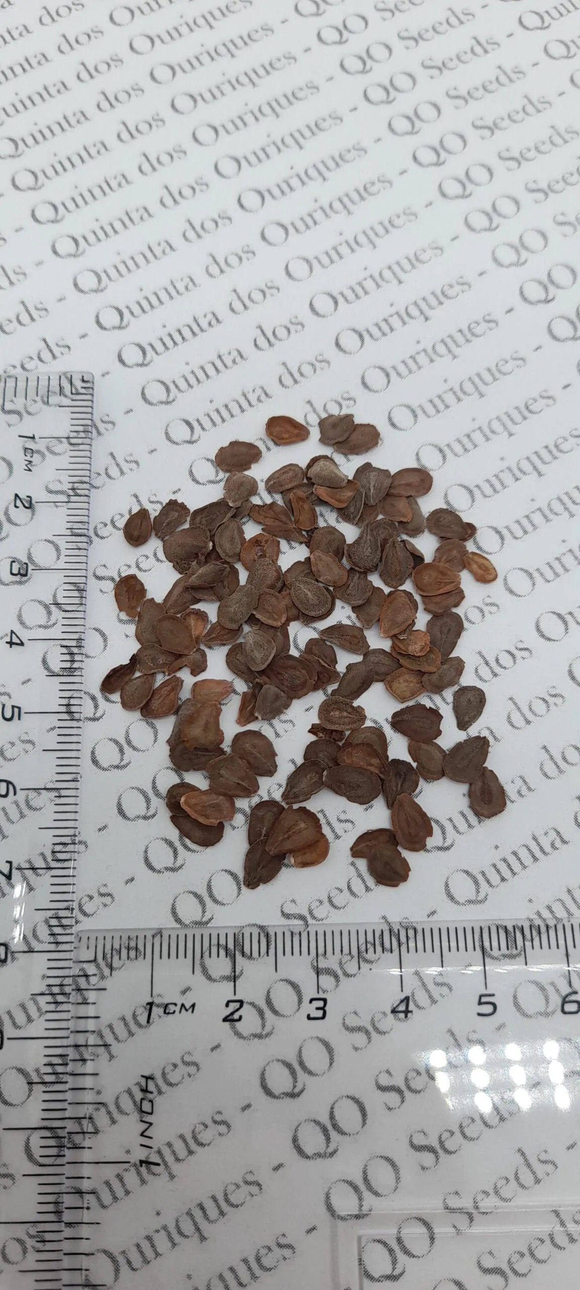 Calotropis gigantea var. purple - Crown Flower, Giant Milkweed, Aak, Alarka, Arbre a soie, Arka, Biduri, Bows - Image 10