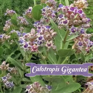 Calotropis gigantea var. purple - Crown Flower, Giant Milkweed, Aak, Alarka, Arbre a soie, Arka, Biduri, Bows