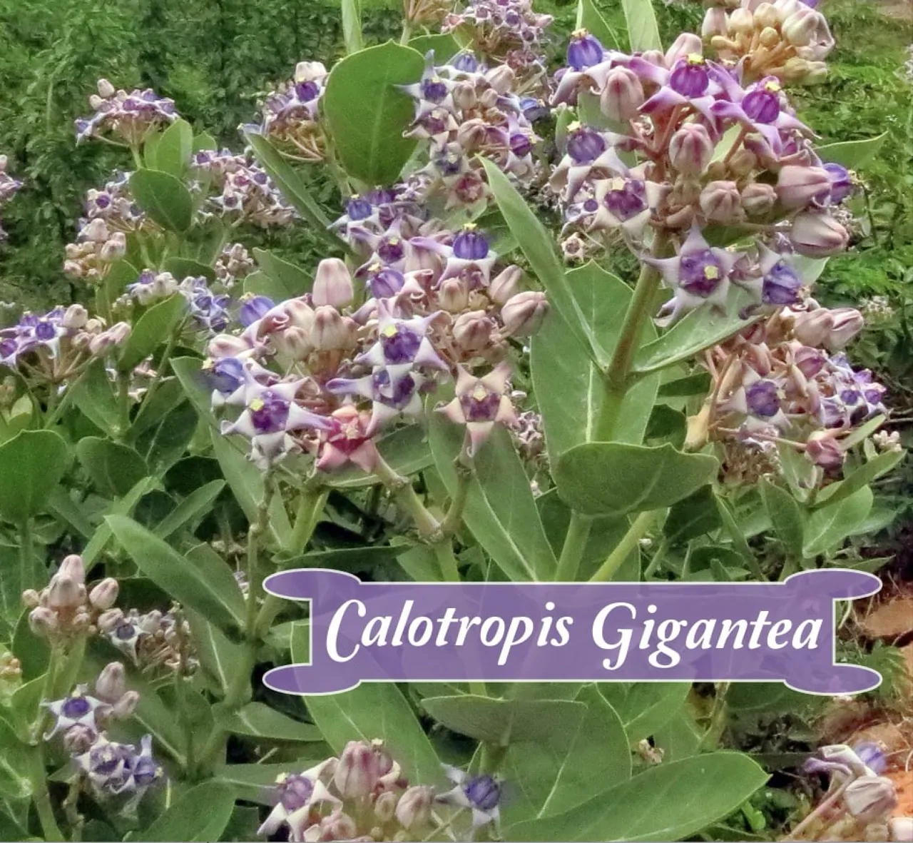 Calotropis gigantea var. purple - Crown Flower, Giant Milkweed, Aak, Alarka, Arbre a soie, Arka, Biduri, Bows