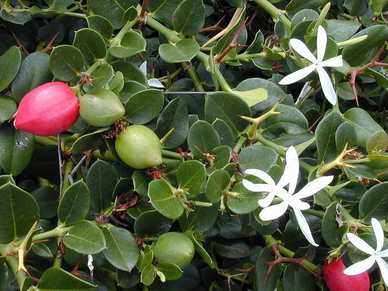 Carissa macrocarpa - Natal Plum, Amatungulu, Large Num-Num - Image 2