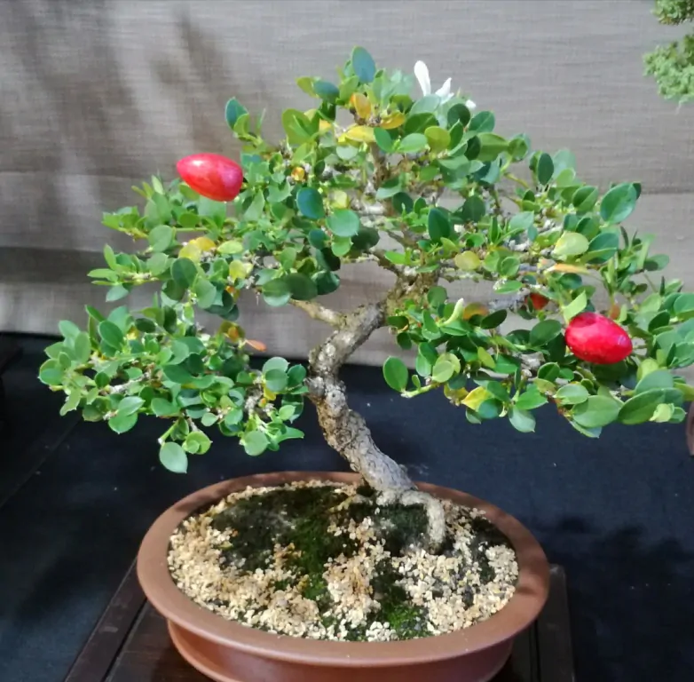 Carissa macrocarpa - Natal Plum, Amatungulu, Large Num-Num - Image 3