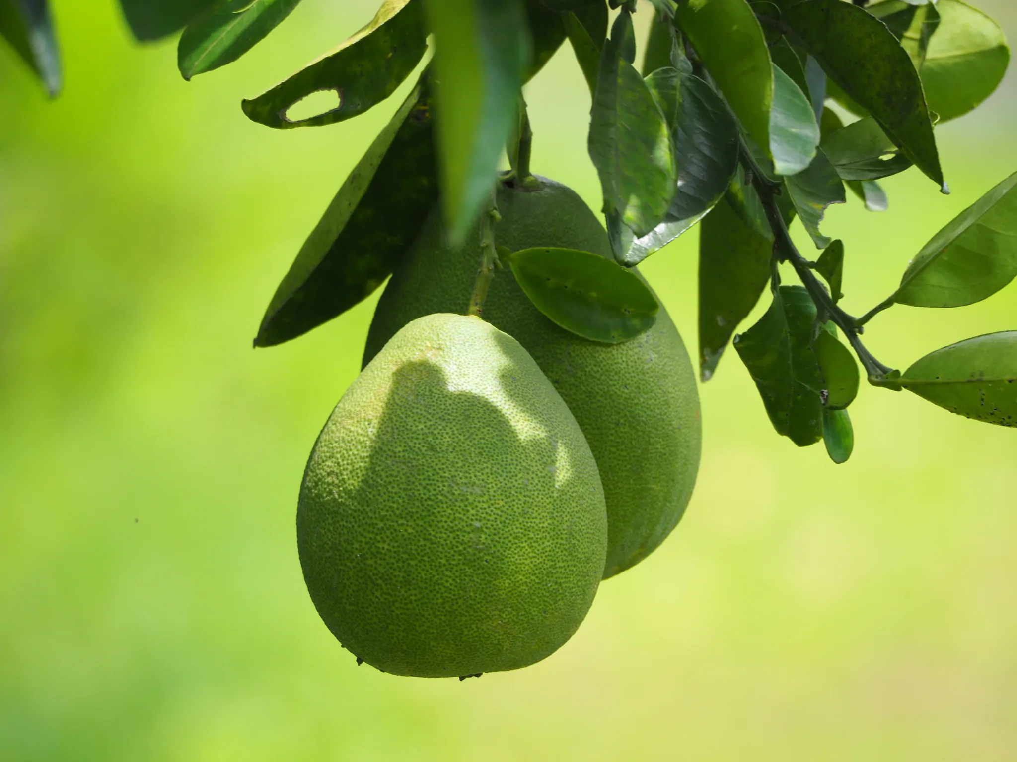Citrus maxima 'Pink' - Pink Pomelo, Shaddock, Chinese grapefruit - Image 2