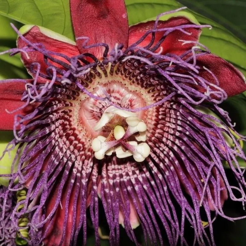 Passiflora Collection - Kit 25 Passionflower Seeds - Passion Fruit Seeds Combo - 5 Seeds from 5 different species - Image 2