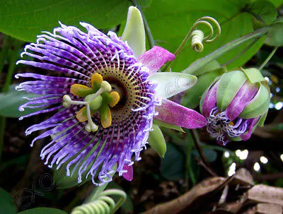 Passiflora Collection - Kit 25 Passionflower Seeds - Passion Fruit Seeds Combo - 5 Seeds from 5 different species