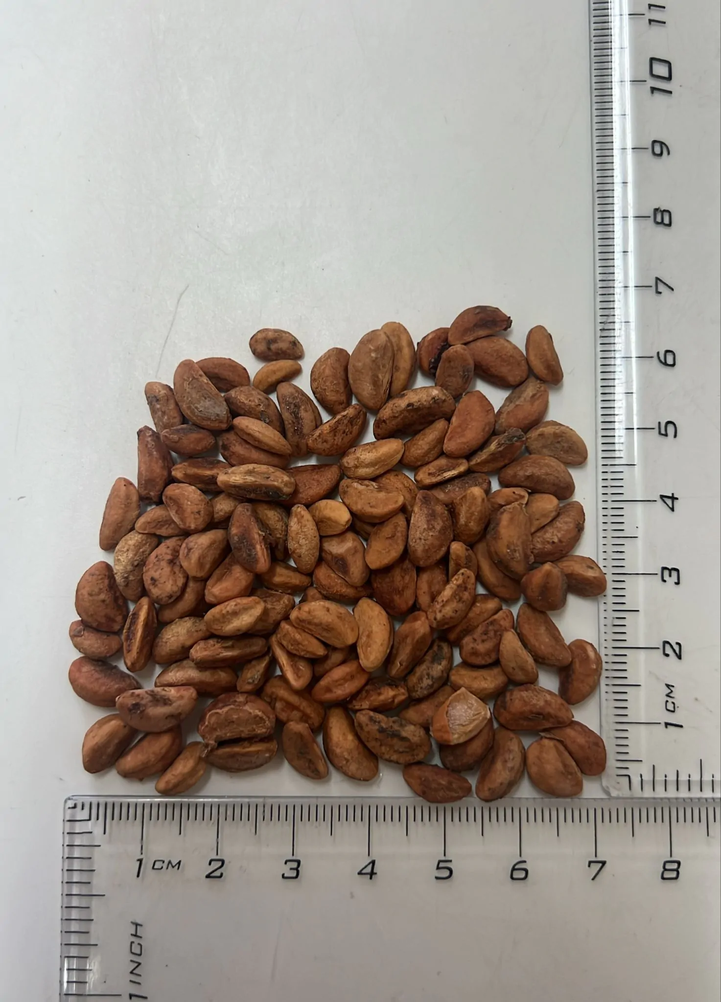 Crataegus pinnatifida - Chinese Hawthorn - Image 10