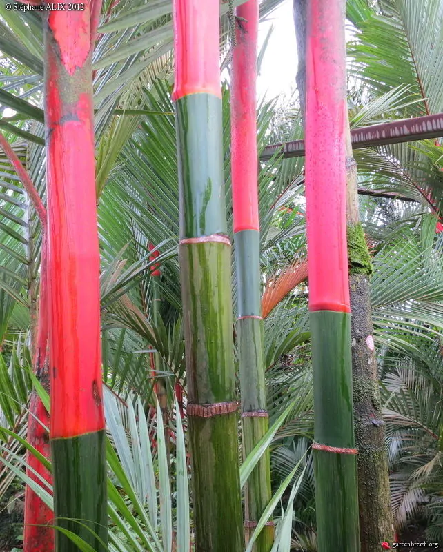 Cyrtostachys renda / Cyrtostachys lakka - Lipstick Palm, Lakka Palm, Sealing Wax Palm, Red Sealing Wax Palm, Rajah Palm - Image 4