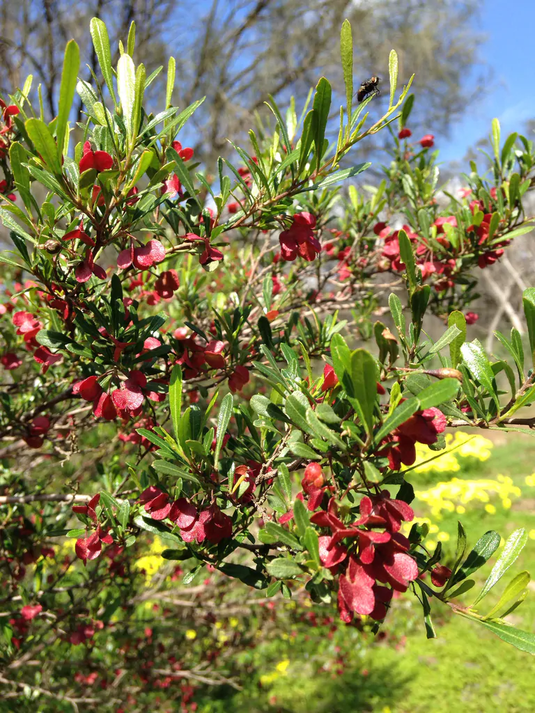 Dodonaea viscosa - Broadleaf Hopbush, Hopseed Bush, Florida Hopbush, Varnish Leaf, Switch Sorreal - Image 5