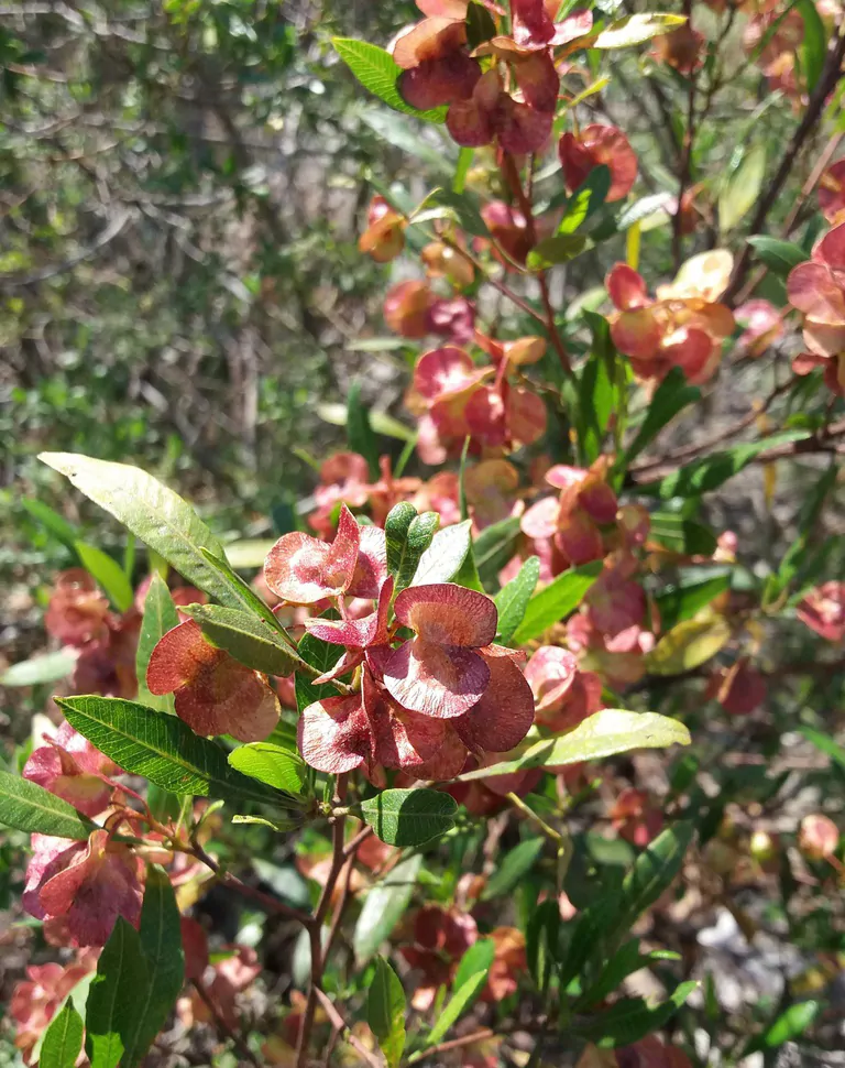 Dodonaea viscosa - Broadleaf Hopbush, Hopseed Bush, Florida Hopbush, Varnish Leaf, Switch Sorreal - Image 8