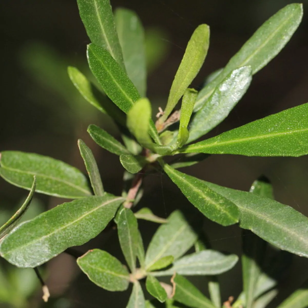 Dodonaea viscosa - Broadleaf Hopbush, Hopseed Bush, Florida Hopbush, Varnish Leaf, Switch Sorreal - Image 10