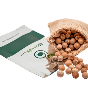 Dracaena draco subsp. draco - Dragon Tree, Dragon's Blood Tree, Canary Islands Dragon Tree