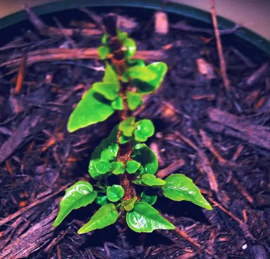 Ficus religiosa - Sacred Fig, Peepal Tree, Pipul Tree, Bodhi Tree, Sacred Fig, Buddha Tree - Image 2