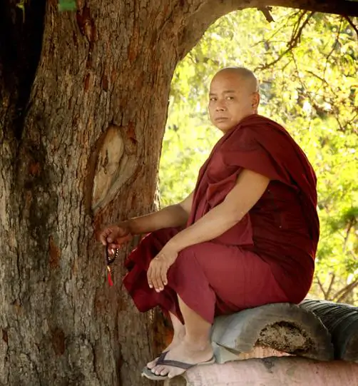 Ficus religiosa - Sacred Fig, Peepal Tree, Pipul Tree, Bodhi Tree, Sacred Fig, Buddha Tree - Image 3