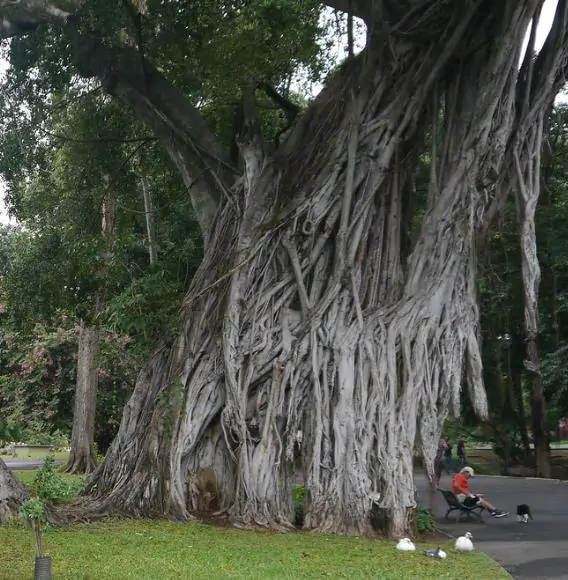Ficus religiosa - Sacred Fig, Peepal Tree, Pipul Tree, Bodhi Tree, Sacred Fig, Buddha Tree - Image 6