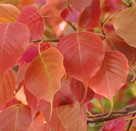 Ficus religiosa - Sacred Fig, Peepal Tree, Pipul Tree, Bodhi Tree, Sacred Fig, Buddha Tree - Image 7