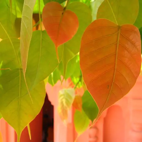 Ficus religiosa - Sacred Fig, Peepal Tree, Pipul Tree, Bodhi Tree, Sacred Fig, Buddha Tree - Image 8