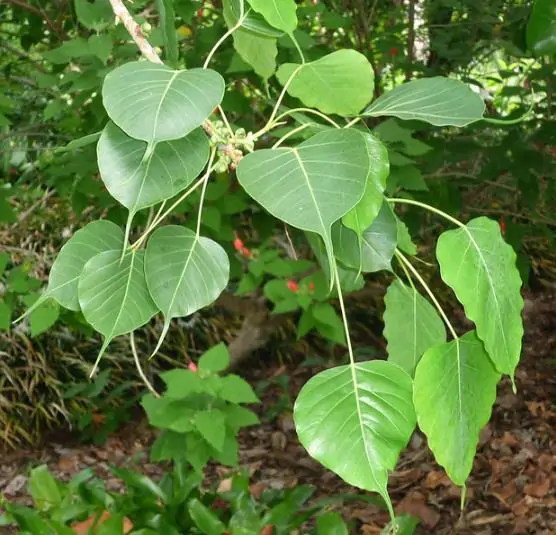 Ficus religiosa - Sacred Fig, Peepal Tree, Pipul Tree, Bodhi Tree, Sacred Fig, Buddha Tree - Image 9