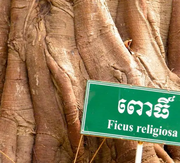 Ficus religiosa - Sacred Fig, Peepal Tree, Pipul Tree, Bodhi Tree, Sacred Fig, Buddha Tree - Image 12