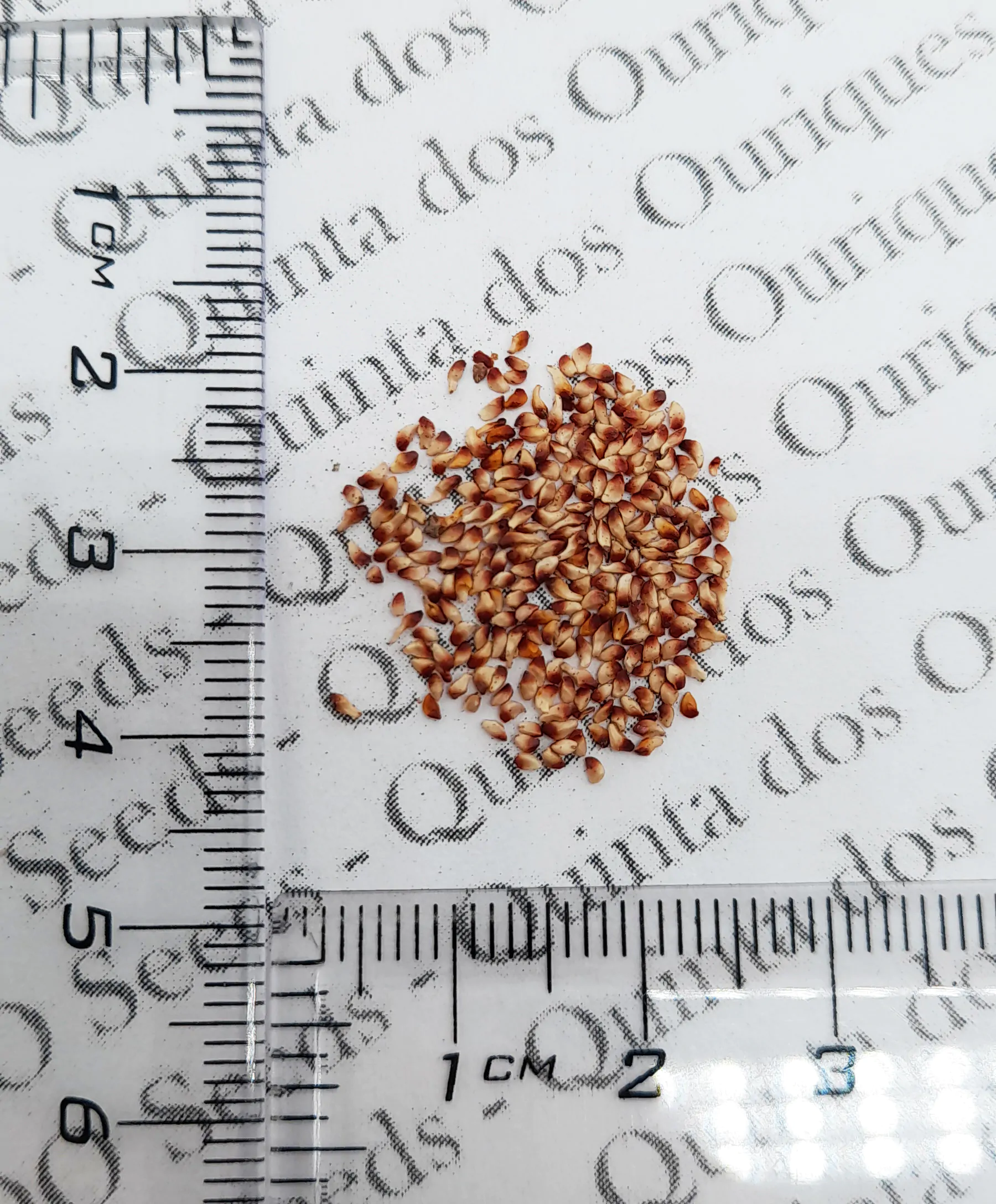 Ficus religiosa - Sacred Fig, Peepal Tree, Pipul Tree, Bodhi Tree, Sacred Fig, Buddha Tree - Image 13