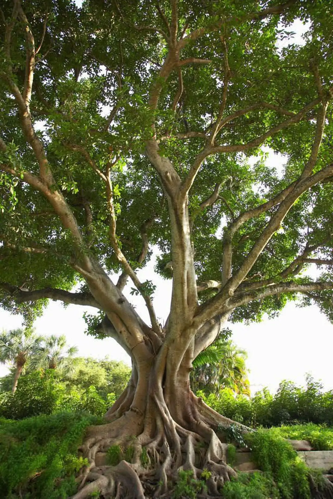 Ficus religiosa - Sacred Fig, Peepal Tree, Pipul Tree, Bodhi Tree, Sacred Fig, Buddha Tree - Image 14