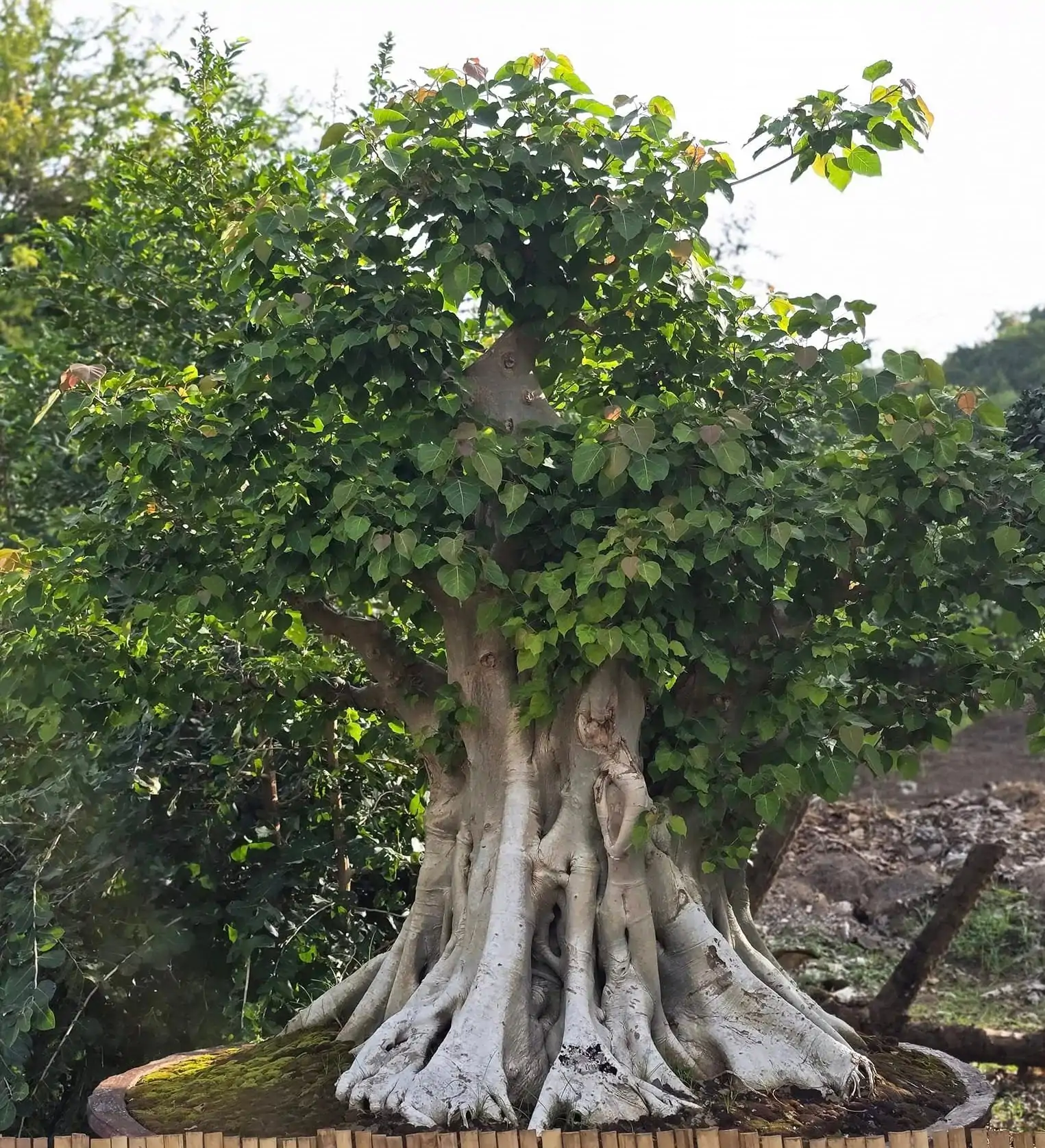 Ficus religiosa - Sacred Fig, Peepal Tree, Pipul Tree, Bodhi Tree, Sacred Fig, Buddha Tree - Image 15