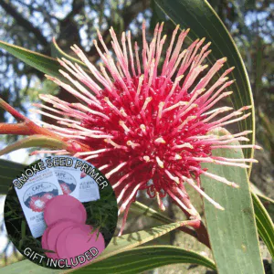 Hakea laurina (10 Seeds) + Smoke Seed Primer (01 Disc) - Pincushion Hakea, Kodjet, Emu Bush, Sea Urchin