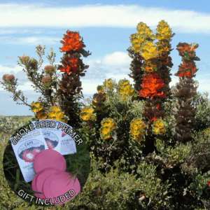 Hakea victoria (10 Seeds) + Smoke Seed Primer (01 Disc) - Royal Hakea, Lantern Hakea
