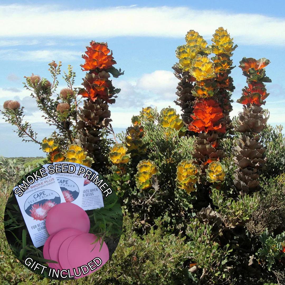 Hakea victoria (10 Seeds) + Smoke Seed Primer (01 Disc) - Royal Hakea, Lantern Hakea