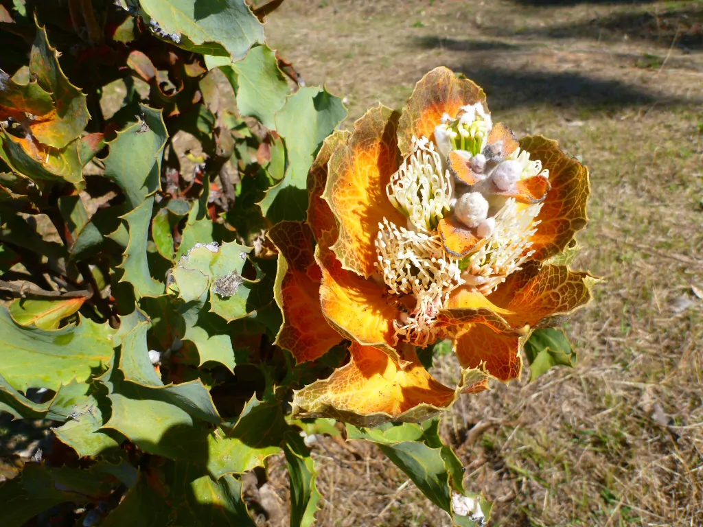 Hakea victoria (5 Seeds) + Smoke Seed Primer (01 Disc) - Royal Hakea, Lantern Hakea - Image 2