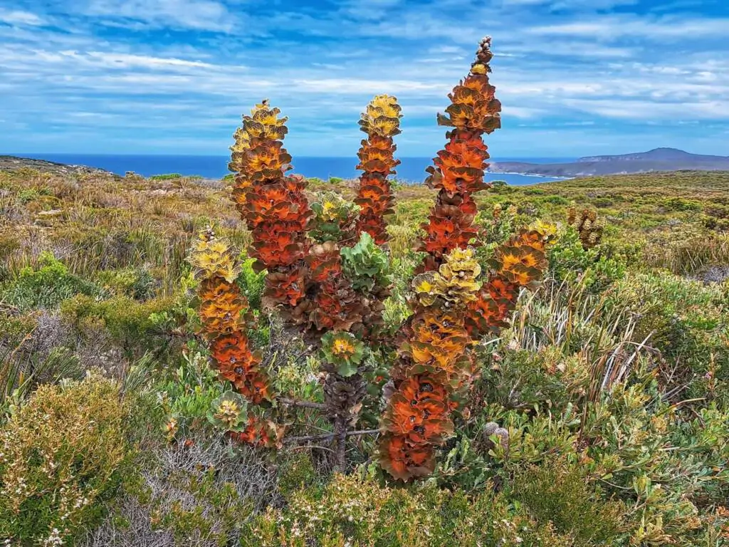 Hakea victoria (5 Seeds) + Smoke Seed Primer (01 Disc) - Royal Hakea, Lantern Hakea - Image 3
