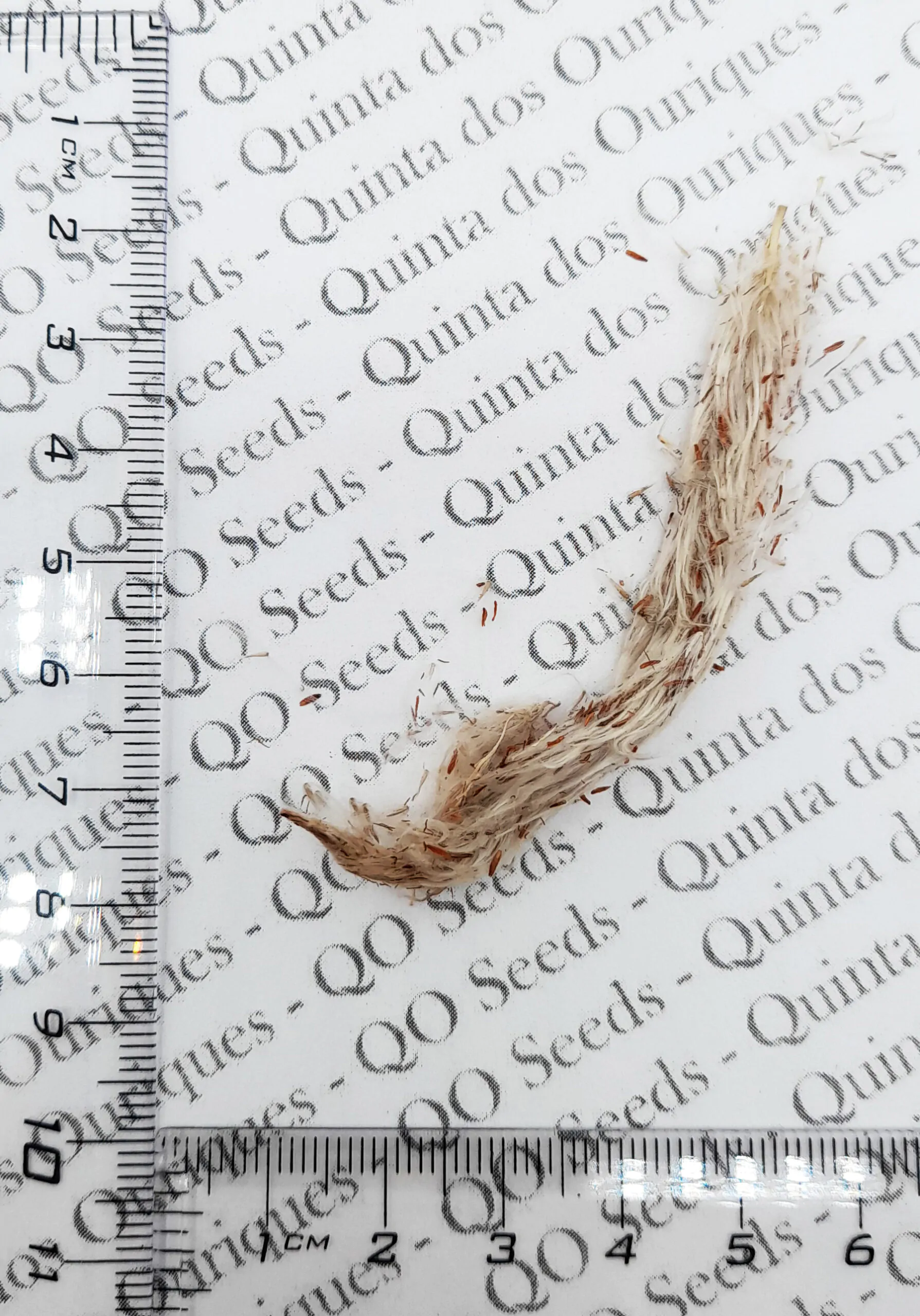 Imperata cylindrica / Lagurus cylindricus / Imperata arundinacea - Cogon Grass, Blady Grass, Kunai Grass, Sword Grass, Japanese Blood Grass, Red Baron Grass, Alang-Alang, Lalang, Ilalang, Imperata Grass, Satintail - Image 2