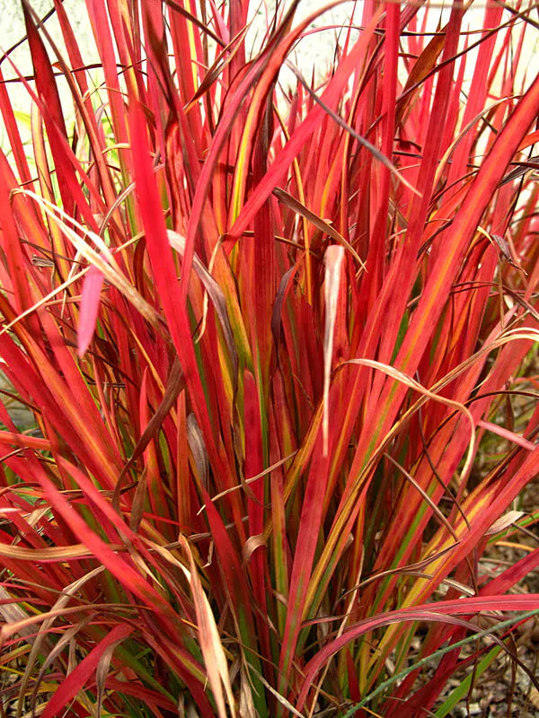 Imperata cylindrica / Lagurus cylindricus / Imperata arundinacea - Cogon Grass, Blady Grass, Kunai Grass, Sword Grass, Japanese Blood Grass, Red Baron Grass, Alang-Alang, Lalang, Ilalang, Imperata Grass, Satintail - Image 3