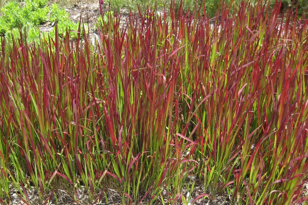 Imperata cylindrica / Lagurus cylindricus / Imperata arundinacea - Cogon Grass, Blady Grass, Kunai Grass, Sword Grass, Japanese Blood Grass, Red Baron Grass, Alang-Alang, Lalang, Ilalang, Imperata Grass, Satintail - Image 4