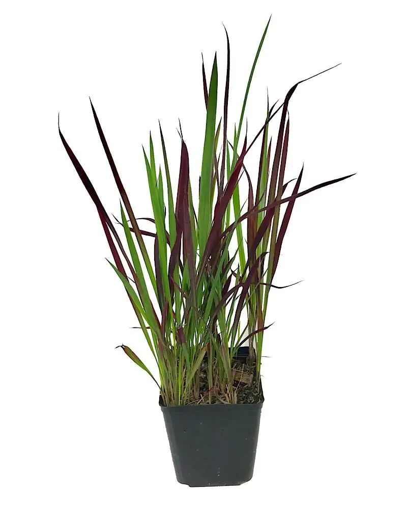 Imperata cylindrica / Lagurus cylindricus / Imperata arundinacea - Cogon Grass, Blady Grass, Kunai Grass, Sword Grass, Japanese Blood Grass, Red Baron Grass, Alang-Alang, Lalang, Ilalang, Imperata Grass, Satintail - Image 7