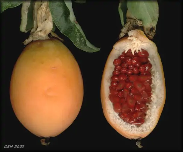 Passiflora Collection - Kit 75 Passionflower Seeds - Passion Fruit Seeds Combo - 5 Seeds from 15 different species - Image 3