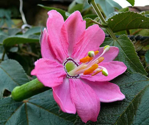 Passiflora Collection - Kit 75 Passionflower Seeds - Passion Fruit Seeds Combo - 5 Seeds from 15 different species