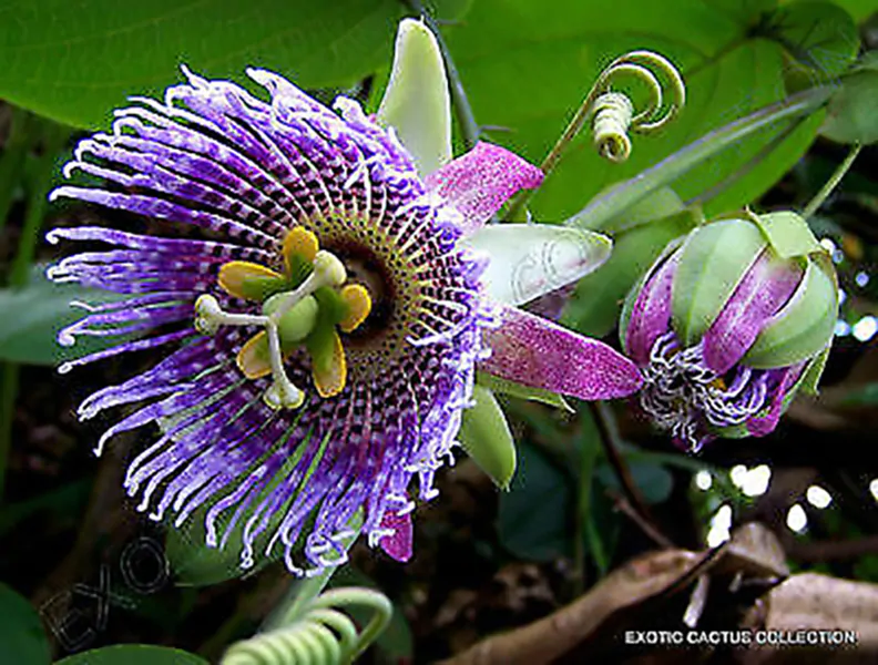 Passiflora Collection - Kit 75 Passionflower Seeds - Passion Fruit Seeds Combo - 5 Seeds from 15 different species - Image 9